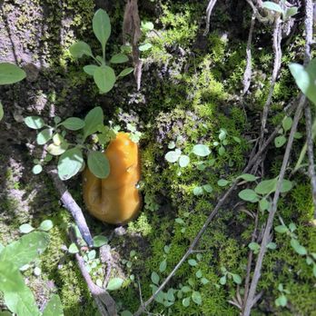 Big Basin Redwoods State Park - Slug in hiding - Parks Near Me - Boulder Creek, California