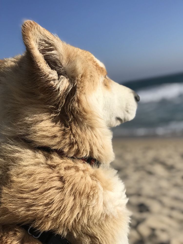 K9 KLIPPER 154 Photos & 117 Reviews Pet Groomers 5052 Edinger Ave, Huntington Beach, CA