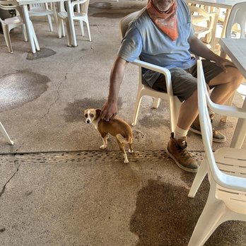 Estigo Tours - Friendly dog at the taco bar stop - ATV Rentals/Tours Near Me - Puerto Vallarta, JAL