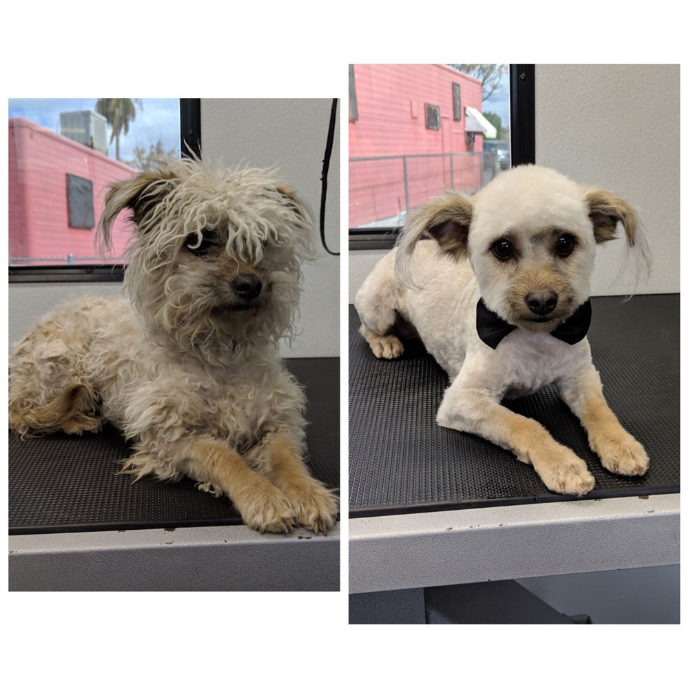 EMBIE’S PET GROOMING 19 Photos Tucson, Arizona Pet Groomers