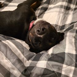 The Lucky Puppy Rescue