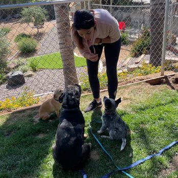 Withers Dog Training - Pet Training Near Me