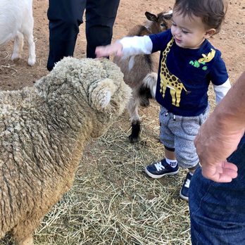 Sugar Sweet Farm - Baby doll sheep - Attraction Farms Near Me Sugar Sweet Farm - Baby doll sheep - Attraction Farms Near Me