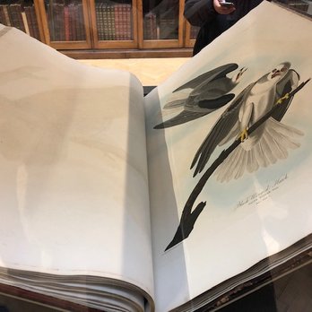 Liverpool Central Library - The Birds of America - Libraries Near Me - Liverpool, XMS Liverpool Central Library - The Birds of America - Libraries Near Me - Liverpool, XMS