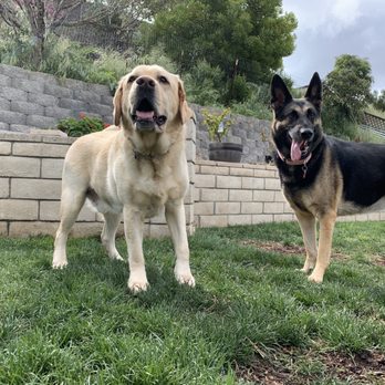 The Bark House Pet Service - Dog Walkers Near Me The Bark House Pet Service - Dog Walkers Near Me