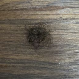 Hairball on the floor Hairball on the floor