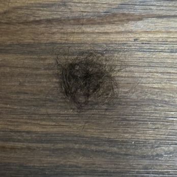 Sleepy Hollow Cabins & Hotel - Hairball on the floor - Hotels Near Me - Crestline, California Sleepy Hollow Cabins & Hotel - Hairball on the floor - Hotels Near Me - Crestline, California