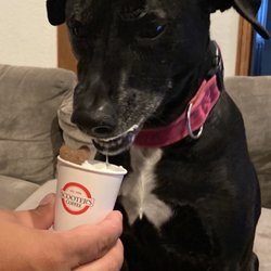 Scooter's Coffee - Marley loving her Puppycinno