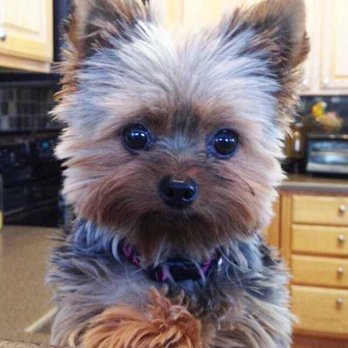 Carmel Groomers  - Pet Groomers Near Me - Carmel, California