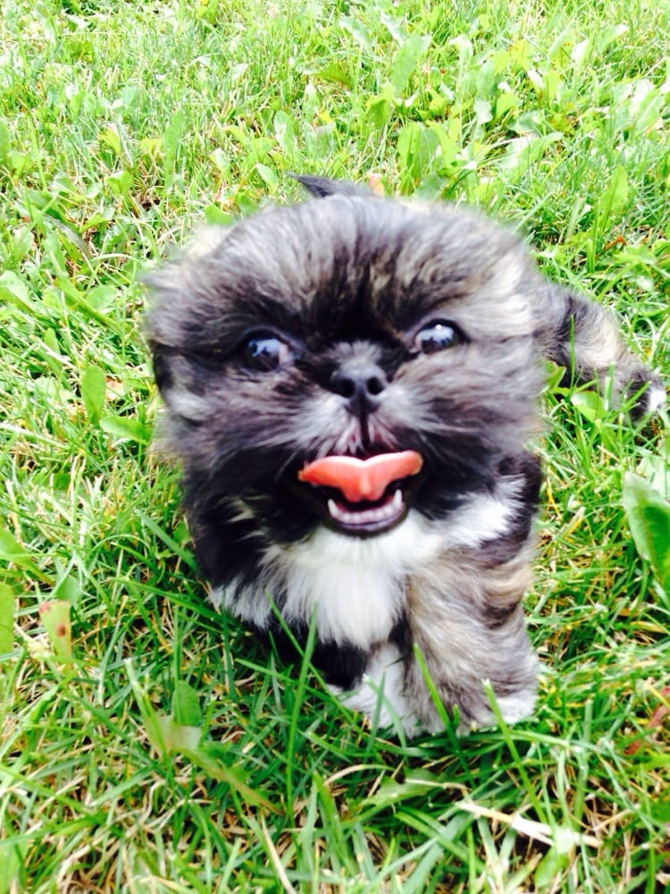 ANIMAL RESCUE FUND Updated August 2024 11 Reviews 85 Lucy Run Rd