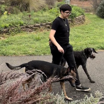 Focused K9 - Off leash walking - Pet Training Near Me