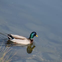 Parc du Héron - Canard col vert