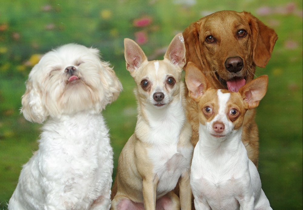 Bonita Boarding Kennel and Pet Camp Image