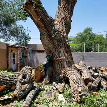 Terry's Tree Service - Now that's a big tree! - Tree Services Near Me