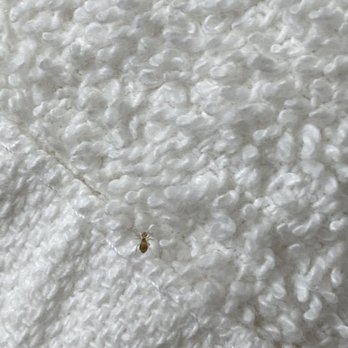 Woodwards White Mountain Resort - Live bug on towel - Resorts Near Me - Lincoln, New Hampshire Woodwards White Mountain Resort - Live bug on towel - Resorts Near Me - Lincoln, New Hampshire