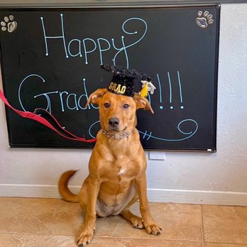 K9 Companions - My baby graduated boot camp - Pet Training Near Me - Perris, California K9 Companions - My baby graduated boot camp - Pet Training Near Me - Perris, California