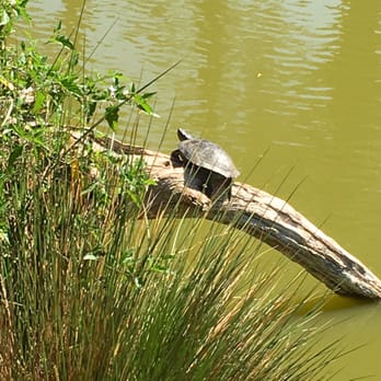 Metson Lake - The Turtle is digging the 80 Degree Day - Lakes Near Me Metson Lake - The Turtle is digging the 80 Degree Day - Lakes Near Me