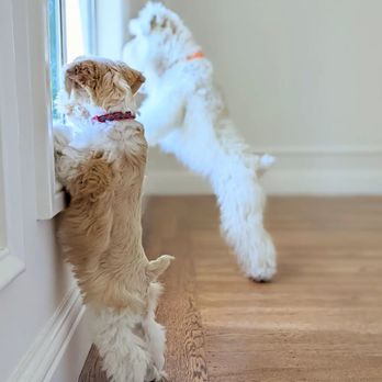 SoCal Schnauzers - Pet Breeders Near Me - Richland, Texas SoCal Schnauzers - Pet Breeders Near Me - Richland, Texas