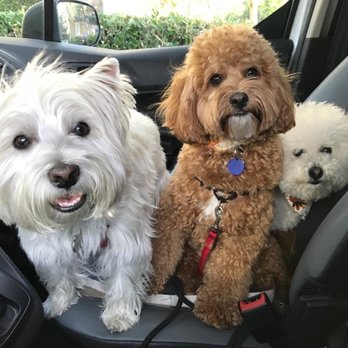 Dog Republic - Dog Walkers Near Me - Newport Beach, California Dog Republic - Dog Walkers Near Me - Newport Beach, California