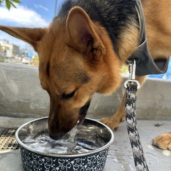 Berry and Boba - Cafes Near Me - Torrance, California Berry and Boba - Cafes Near Me - Torrance, California