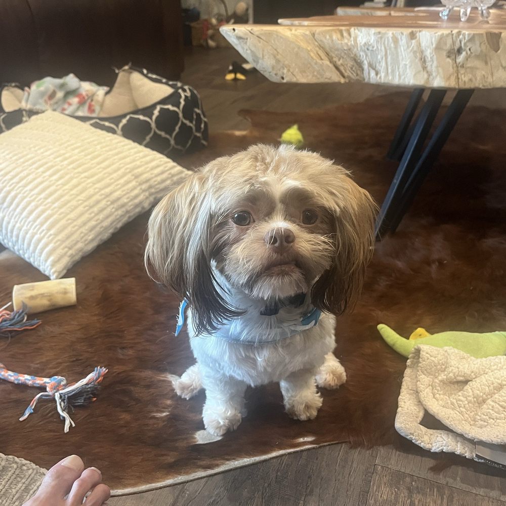 Bark Avenue - Pet Groomers Near Me - Cedar Park, Texas Bark Avenue - Pet Groomers Near Me - Cedar Park, Texas