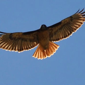 Hawk and Horse Vineyards - a bird flying in the sky - Wineries Near Me - Lower Lake, California Hawk and Horse Vineyards - a bird flying in the sky - Wineries Near Me - Lower Lake, California