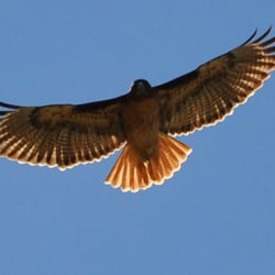 Hawk and Horse Vineyards