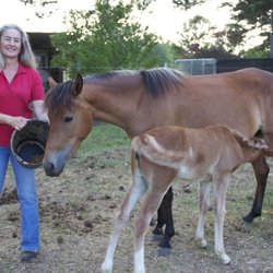 Jane Trains - Feeding time for the rescue horses and their babies.