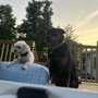 Photo of Town & Country Farm & Pet Sitter