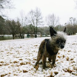 Avondale Community Club - Out for a rare snow day park walk around the lake.