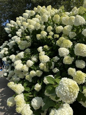 Ship's Knees Inn by null