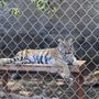 Photo of Great Cats World Park
