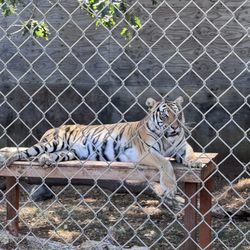 Great Cats World Park - Tiger rests on a perch