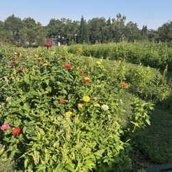 Heirloom Acres Farm - Floral garden!