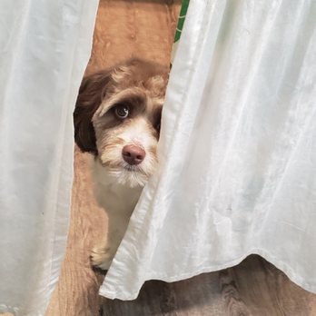 Off The Grid Pet Sitting - Can I help? - Pet Groomers Near Me