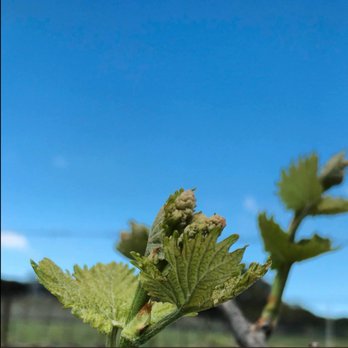 Waco Wine Tours - Wine Tours Near Me