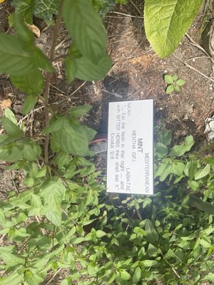 BIBLICAL GARDEN AT RODEF SHALOM Updated April 2025 27 Photos 4905