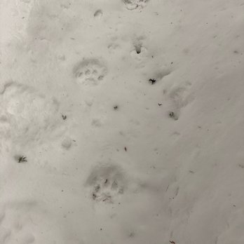 Whitefish Outfitters & Tours - Paw prints - Tours Near Me - Whitefish, Montana Whitefish Outfitters & Tours - Paw prints - Tours Near Me - Whitefish, Montana