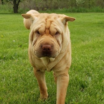 Blackman Animal Clinic - Hazel - Veterinarians Near Me - Jackson, Michigan