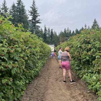 Barbie's Berries - Pick Your Own Farms Near Me - Ferndale, Washington Barbie's Berries - Pick Your Own Farms Near Me - Ferndale, Washington