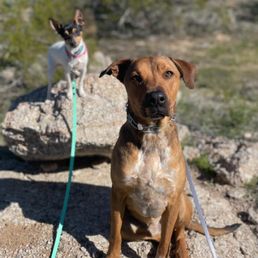Our pups had a blast! Our pups had a blast!