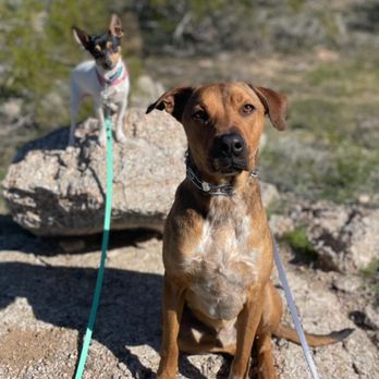 Hunter Canine - Our pups had a blast! - Pet Training Near Me - Cave Creek, Arizona Hunter Canine - Our pups had a blast! - Pet Training Near Me - Cave Creek, Arizona