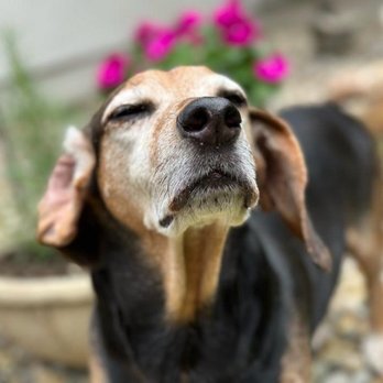 J&M Critter Care - Pet Sitting Near Me - Weldon, Illinois J&M Critter Care - Pet Sitting Near Me - Weldon, Illinois