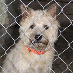 Lawrence County Animal Control Shelter - Foster has been missing since 4/19/23. One ear is down tail has tight curl  Please call if you have seen him 812-749-8677