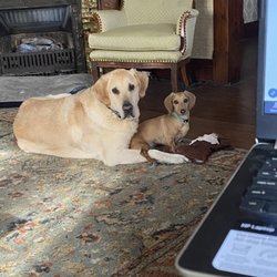 Amy’s Pet Care