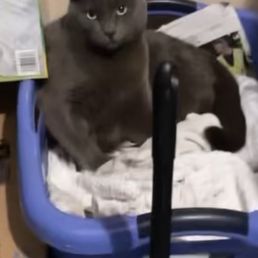 Nelson is missing Nelson is missing