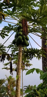 Orchid Tree Bed & Breakfast by null