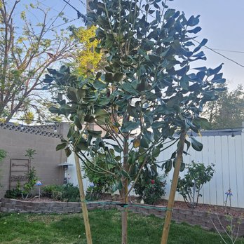 Moon Valley Nurseries - Magnolia tree - Nurseries & Gardening Near Me - Las Vegas, Nevada Moon Valley Nurseries - Magnolia tree - Nurseries & Gardening Near Me - Las Vegas, Nevada