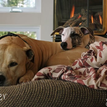 Content Critter - Dog Walkers Near Me - Newark, Delaware