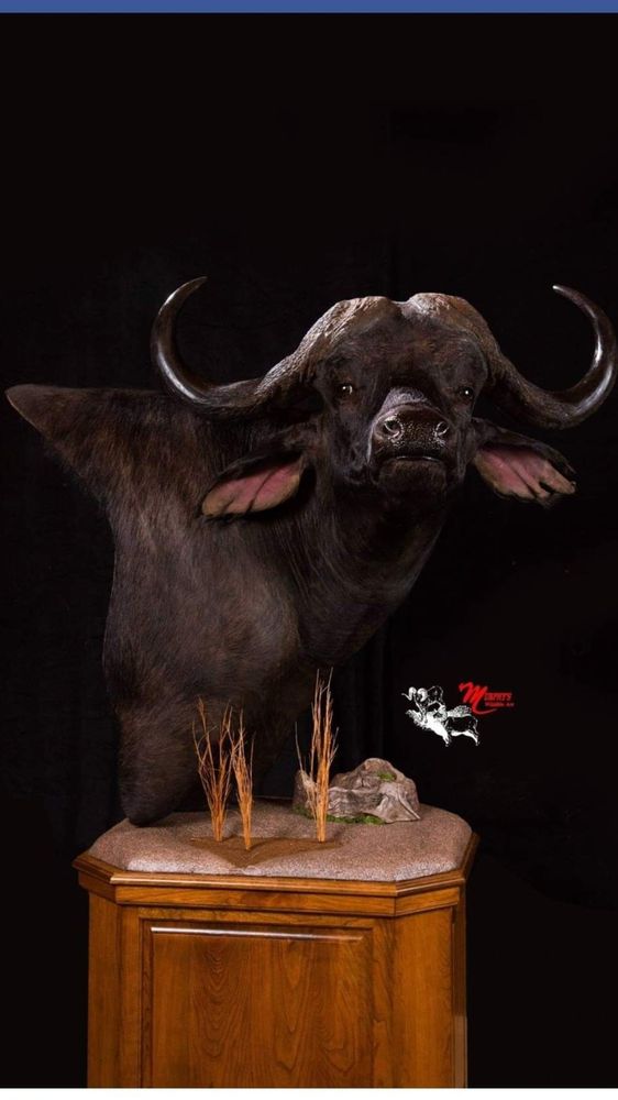 Murphy's Taxidermy - taxidermy in Bushnell, IL